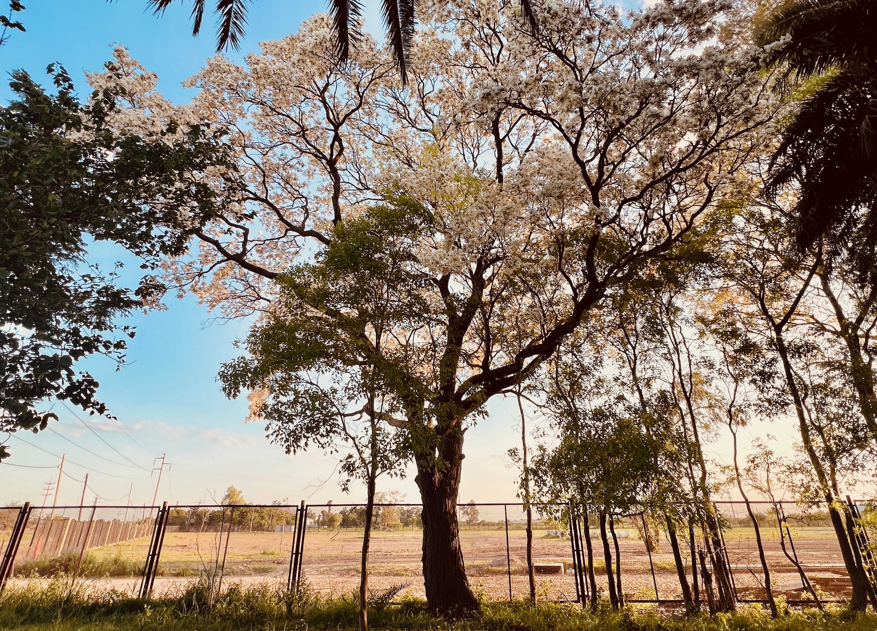 Árboles centenarios